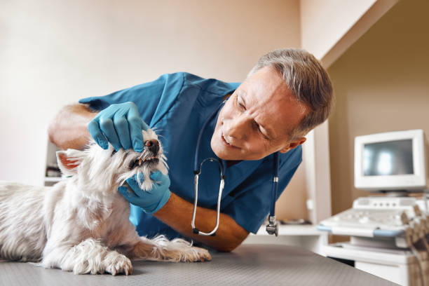 Best Broken or Chipped Tooth Repair in Untain Grove, MO